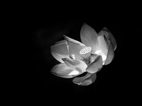 Black and white Lotus - in Dallas Arboretum, lotus were blooming crazily. A lotus flower silently blooming under a leaf. 