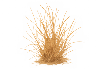 Dry grass clump on transparent background, symbolizing arid conditions and resilient wild vegetation