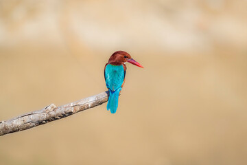 Stunning Portrait shot of White-throated Kingfisher Halcyon smyrnensis bird isolated, also known as the white-breasted kingfisher, tree kingfisher.