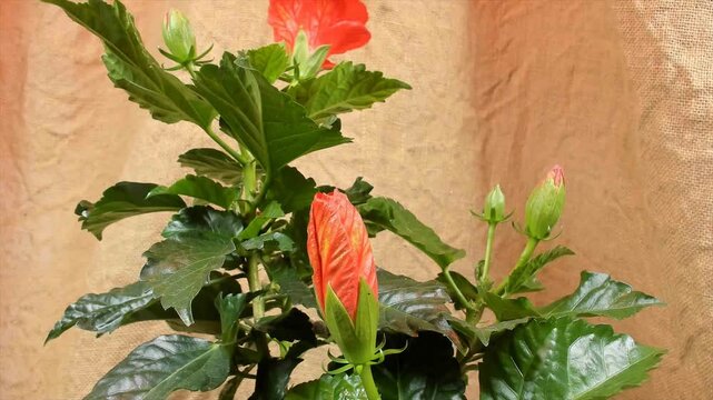 Fioritura rapida di un hibiscus