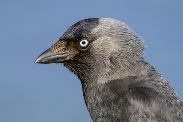 Jackdaw - facial portrait