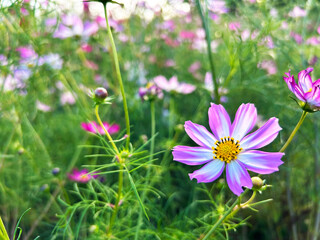 草むらに咲くコスモス