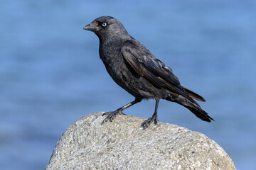 Jackdaw - adult stood on a stone wall