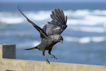Jackdaw in flight