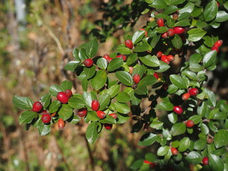 Blätter und Früchte an einem Zweig der Zwergmispel (Cotoneaster divaricatus) im Herbst