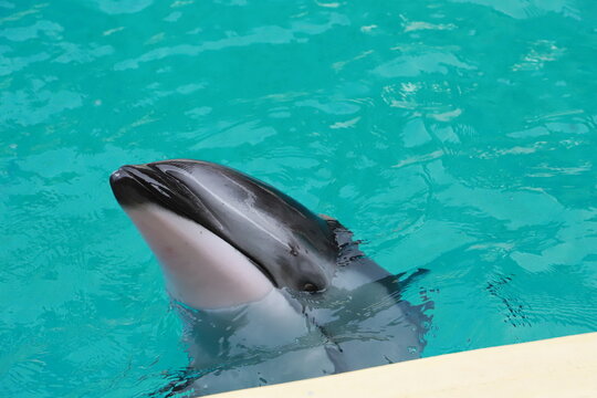 悠閒的海豚, 日本
のんきなイルカ, 日本
Leisurely dolphins, Japan
Delfines tranquilos, Jap&oacute;n
