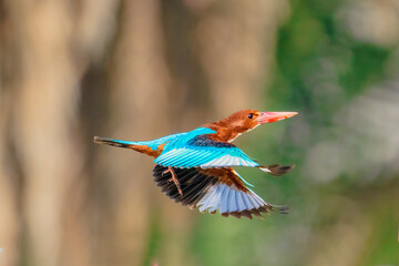 White-throated Kingfisher Halcyon smyrnensis bird isolated, also known as the white-breasted kingfisher, tree kingfisher. White throated kingfisher with its pray and flying action shot.