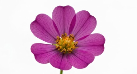 Single vibrant pink flower with a yellow center, isolated against a white background