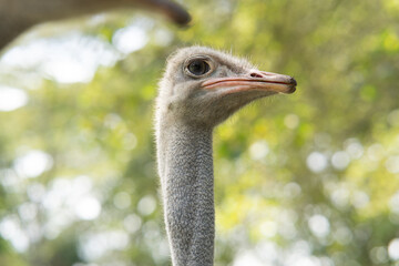 shot of the head of an ostrich