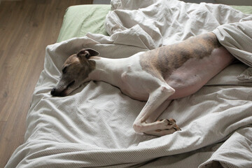 Whippet dog sleeping on bed. s. Allowing dog to share bed. Love between pets and their owners