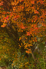 Autumnal tree with yellow, orange and red leaves. Natural background with autumnal colors