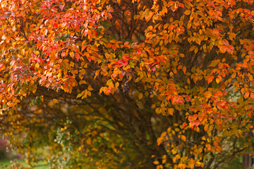 Autumnal tree with yellow, orange and red leaves. Natural background with autumnal colors
