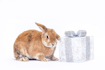 Brown rabbit with silver gift box on white background, festive Christmas scene with cute bunny and decoration