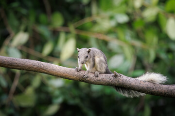 squirrel climbing and perching on tree trunk in forest park, shallow depth of field