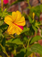 Beautiful four o'clock flower, also known as Mirabilis jalapa or marvel of Peru in the roof garden.