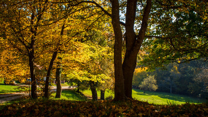 autumn in the park