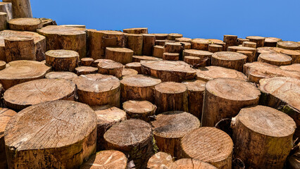 Pile of cut logs under blue sky