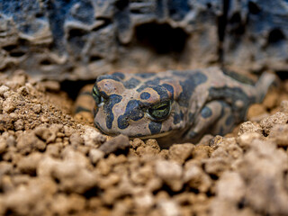 エジプトミドリヒキガエル