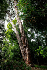 A centuries-old pine tree seen from below in the middle of a park.