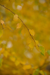 Thin tree branch with yellow autumn leaves on blurred background
