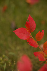 Fototapeta premium Red autumn leaves on branch with green background