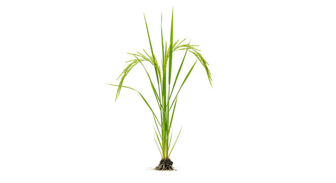 Green rice plant isolated on transparent background