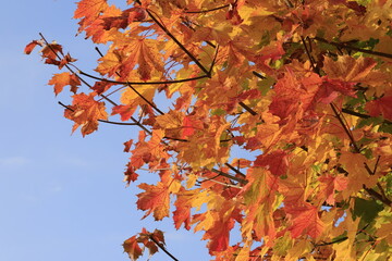 ahornbaum herbstfarben blätter baum