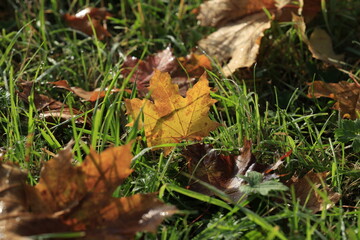 herbstlaub gras sonnenlicht tau wassertropfen