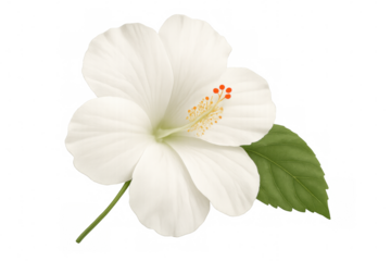 White hibiscus flower with vibrant stamen and fresh green leaf on transparent background, tropical bloom element
