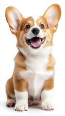 Cheerful welsh corgi puppy with open mouth and raised ears.
Useful for topics about pets, dog breeds, pet care or positive stories.