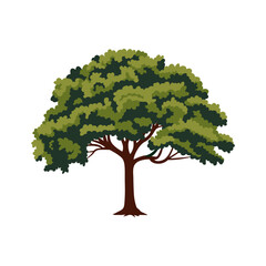 A big green tree. Oak
