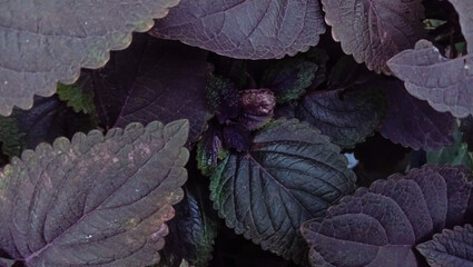 Top view of purple leaves, abstract background, nature theme