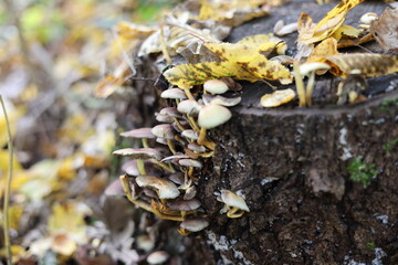 Hypholoma fasciculare mushroom in the forest, growing on rotten wood stump