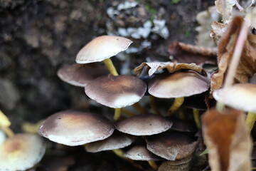 Hypholoma fasciculare mushroom in the forest, growing on rotten wood stump