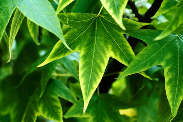 Autumn sweetgum tree with vibrant green yellow leaves on branches. Liquidambar or American storax 