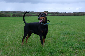 black doberman in a green field