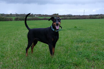 black doberman in a green field