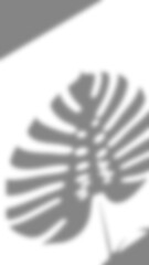 Realistic tropical palm leaf shadow on background PNG