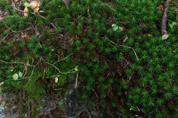 Green botanical forest background.