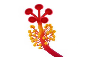 Hibiscus flower anatomy showing pistil, stigma, style, ovary, stamens, anthers, and yellow pollen grains for reproduction concept