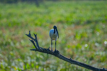 An ibis bird is perched on a branch. The bird has a white body, a black featherless head and neck, a long curved black beak, and long black legs.