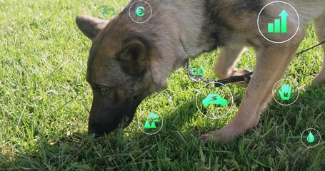 Sniffing shepherd-type dog wearing chain collar and leash in park, with translucent data icons