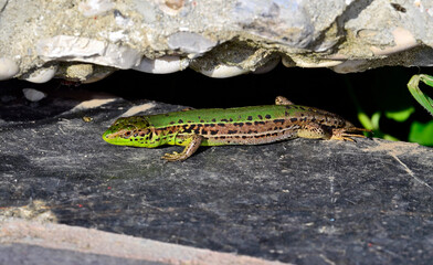 Ionian wall lizard - female // Ionische Eidechse - Weibchen (Podarcis ionicus) - Vjosa-Narta Delta, Albania
