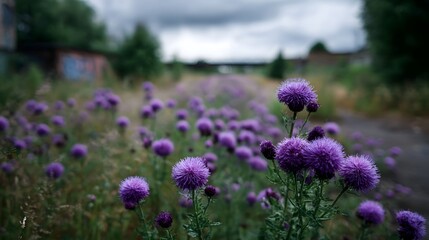 Obraz premium Vibrant purple thistles bloom in an overgrown abandoned field under a moody cloudy sky