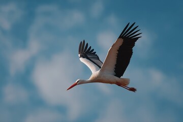 Obraz premium Graceful stork in flight against blue sky with gentle clouds
