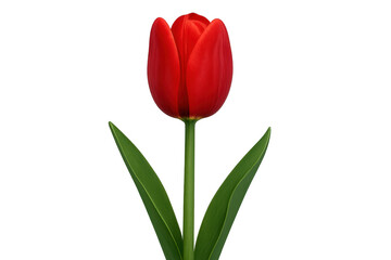 Fototapeta premium Red tulip flower blooming with green leaves on transparent background