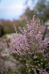 Obraz premium heather bush on a mountainside