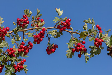 Zweig des Eingriffeligen Weißdorns (Crataegus monogyna) im Herbst mit roten Früchten und Blättern vor blauem Himmel. Weißdorn ist eine bedeutendeHeilpflanze.