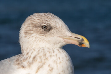 Portrait einer noch nicht adulten Silbermöwe (Larus argentatus), vermutlich im vierten Lebensjahr, mit bereits teilweise ausgebildeten rotem Gonysfleck auf dem Schnabel