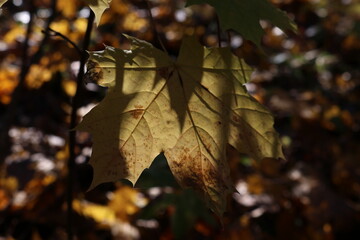 Autumn colours. Yellow. Maple leaf